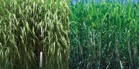 PLANTS WITH EXTENDED GROWTH RANGE: Miscane is a hybrid of Miscanthus and sugarcane that can survive cold winters, allowing the plants to be grown in northern climates that would normally be inhospitable to other crops.1 million acres: Land area on which sugarcane is currently grown in the southern U.S. Development of cold-tolerant hybrids could allow substantial expansion northward.Stephen Long, University of Illinois