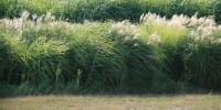PLANTS RESISTANT TO PARASITES: Because energy crops such as switchgrass and Miscanthus are replanted only every 10 years or so, the best strategy for protecting the plants against parasites could be to mix species in a way that maximizes genetic diversity for resistance traits.30 percent: Proportion of crops killed worldwide each year by pests and pathogens.South Research Farm of the University of Illinois/Professor Praveen Kumar, Department of Civil and Environmental Engineering
