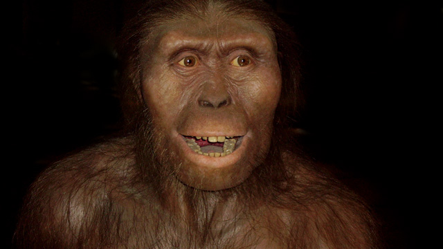 Australopithecus afarensisWikipedia