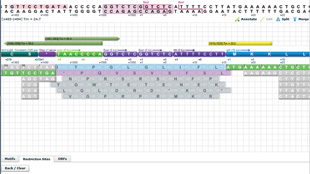 DRAG, DROP, PLACE YOUR ORDER: Gene Designer shows you the DNA code and open reading frame translations, and helps you fit the codons to your organism of choice.