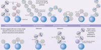 image: Ubiquitin basics