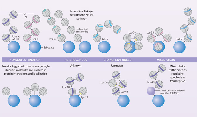 Ubiquitin basics image: Ubiquitin basics