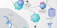 image: Ubiquitin Chains in Action