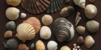 image: Mass Extinctions Set the Pace