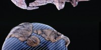 1996: (Australopithecus garhi) This new species, described in 1999 in Science, dates back approximately 2.5 million years and, like most new hominin fossil discoveries, is not without its share of controversy. One of its most controversial attributes relates to the fact that it was discovered near primitive stone tools—challenging Homo habilis’ title as the earliest toolmakers. B. Asfaw, et. al., Science 23 April 1999 