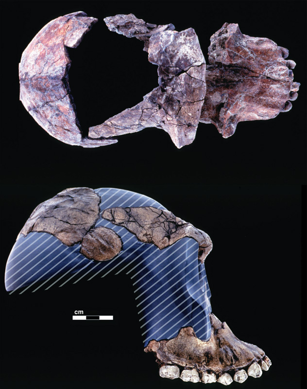 1996: (Australopithecus garhi) This new species, described in 1999 in Science, dates back approximately 2.5 million years and, like most new hominin fossil discoveries, is not without its share of controversy. One of its most controversial attributes relates to the fact that it was discovered near primitive stone tools—challenging Homo habilis’ title as the earliest toolmakers.