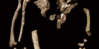 1992: Ardi (Ardipithecus ramidus) Dating more than 4 million years old, Ardipithecus ramidus represents one of the earliest hominid species known. The partial skeleton of “Ardi,” which includes the skull, teeth, pelvis, hands, feet and other bones, reveals a mix of primitive and more human-like traits and offers researchers a glimpse of what the last common ancestor of humans and modern apes may have looked like. One of the more surprising aspects of Ardi, is that it has many features that are not found in humans or modern apes—suggesting that modern apes have also evolved extensively over the past 6 million years. Wikipedia 