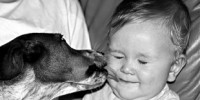 image: Dogs May Guard Against Asthma