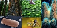 image: Opinion: One Microbe’s 15 Minutes