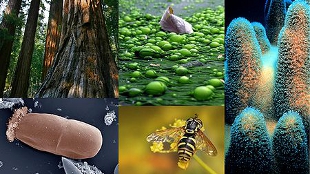Opinion: One Microbe’s 15 Minutes image: Opinion: One Microbe’s 15 Minutes