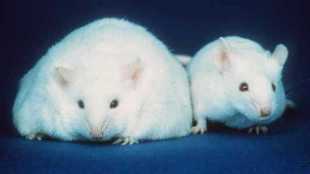 Lab Rats Need Better Diets image: Lab Rats Need Better Diets