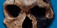1960: The Handy Man (Homo habilis)Less than a year after the discovery of A. boisei, Mary Leaky and her son Jonathan discovered a set of bones, which included a lower mandible with 13 teeth and 21 finger, hand, and wrist bones, in Olduvai Gorge, Tanzania. The 1.7-million-year-old specimen was named Olduvai Hominid ? 7 (OH 7). Similar fossils discovered throughout the early 1960s revealed a species intermediate between the older, more ape-like Australopithecus and the more recent and human-like Homo lineages. More importantly, the fossils were found in the same stratigraphic layer as simple, stone tools called Oldowan tools, making them, at the time, the earliest proto-human to used stone tools. In 1964, the Leakys described the species as Homo habilis—the earliest member of the Homo family—in Nature. It was Raymond Dart, who discovered the Taung Child skull in 1925, who suggested the name Homo habilis—meaning “handy man.” The finding was fiercely debated for years—with some paleoanthropologists clamoring to have the classification changed to Australopithecus africanus. Nowadays, many experts believe H. habilis to be a direct ancestor of modern humans.Wikipedia