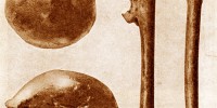 1891: The Java Man (Homo erectus)The Java Man was originally given the scientific name Pithecanthropus erectus, which means “upright ape-man,” by its discoverer, Eugène Dubois. The roughly 1.8 million-year-old fossil, which consisted of a skullcap, a femur, and a few teeth, was the oldest hominin ever found at the time of its discovery in 1891. Although the Homo erectus are considered direct ancestors of modern humans, the Java Man belonged to an Asian population of the species, which anthropologists believe did not directly give rise to the modern human lineage. Wikipedia 