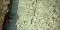 1978: The Laetoli Footprints (Australopithecus afarensis)Another major discovery by the Leaky family, was a set of 59 footprints dating to at least 3.5 million years ago that were preserved in volcanic ash in a site in Northern Tanzania known as Laetoli. The footprints look almost like those of modern humans, and were presumably made by Lucy’s kind—Australopithecus afarensis.WikipediaWikipedia