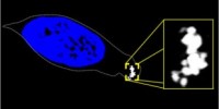 image: Source of Animal Magnetism Identified