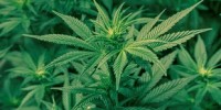 image: High-Free Medical Marijuana