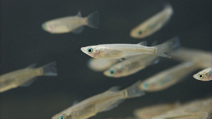 Space-bound Fish image: Space-bound Fish