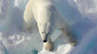 The Polar Bear’s Prehistoric Past image: The Polar Bear’s Prehistoric Past