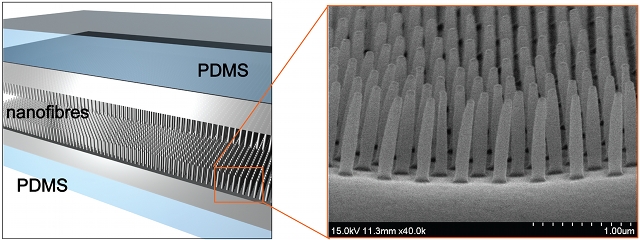 Next Generation: Ciliated Sensor image: Next Generation: Ciliated Sensor