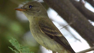 The Critical Habitat Crisis image: The Critical Habitat Crisis