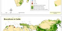 Brucellosis prevalence in community surveysINTERNATIONAL LIVESTOCK RESEARCH INSTITUTE