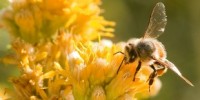 image: Bees Reverse Brain Aging