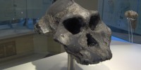 1985: The Black Skull (Australopithecus aethiopicus) Dating nearly 2.5 million years, the complete skull of Australopithecus aethiopicus belongs to perhaps the earliest of the robust australopithecines—an Australopithecus branch characterized by large skulls, wide and flaring cheek bones, and very large molars (see Australopithecus boisei). The fossil was nicknamed “Black Skull” because of it was stained black by the manganese-rich soils of the Lake Turkana region of Ethiopia, were it was found.Wikipedia, Nrkpan