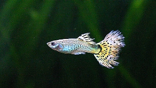 Small-Brained Fish Make More Babies image: Small-Brained Fish Make More Babies