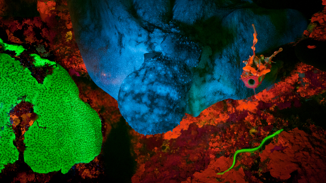 DayGlo Science image: DayGlo Science