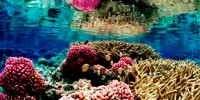 image: UV Radiation Frying Marine Life
