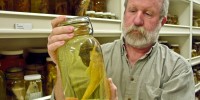 Marine biologist Phil Hastings grabs a specimen from the SIO Marine Vertebrate Collection at Scripps Institution of Oceanography (#15)Scripps Institution of Oceanography