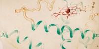 An early sketch of the sperm whale myoglobin by Irving Geis. The illustration was based in complicated 3-D models by British biochemist John Kendrew, who published myoglobin's structure in 1958.Illustrations, Irving Geis. Images from the Irving Geis Collection, Howard Hughes Medical Institute