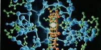 An illustration of Cytochrome C by Irving Geis, published in 1988. The hydrophobic side chains are shown in red.Illustrations, Irving Geis. Images from the Irving Geis Collection, Howard Hughes Medical Institute
