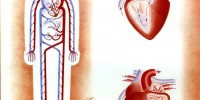 This illustration of the circulatory system was commissioned by Fortune Magazine in November 1937 and represents Geis's first foray into the world of scientific illustration. To produce this illustration, a 29-year-old Geis created over 200 sketches.Illustrations, Irving Geis. Images from the Irving Geis Collection, Howard Hughes Medical Institute