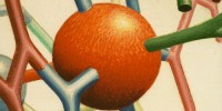 The heme portion completes the sketch.Illustrations, Irving Geis. Images from the Irving Geis Collection, Howard Hughes Medical Institute