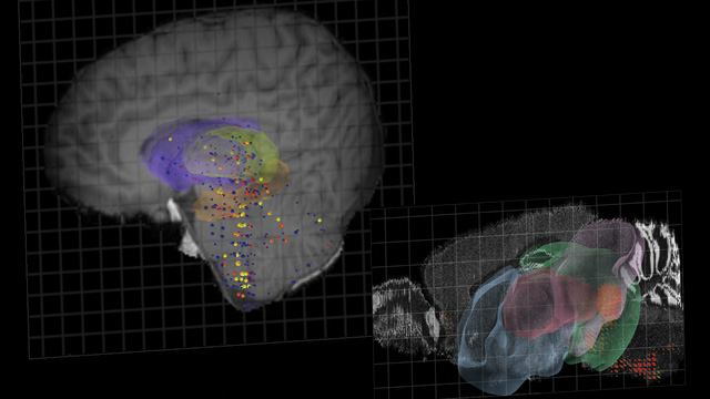 Brain Expression image: Brain Expression