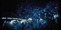 image: Life on the Ocean Floor, 1977