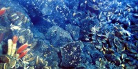 image: Bottom Dwellers
