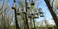 image: A Cloud for Bats