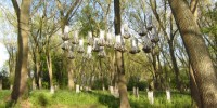 image: Designing Bat Homes