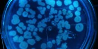 image: Boston to Test Bioterror Sensors
