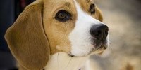 image: Dog Drug Research Threatened