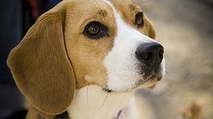 Dog Drug Research Threatened image: Dog Drug Research Threatened