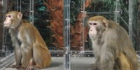 image: Dieting Monkeys Don't Live Longer