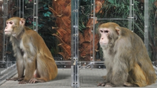 Dieting Monkeys Don't Live Longer image: Dieting Monkeys Don't Live Longer