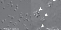 image: Bacteria Breed Multicellularity?