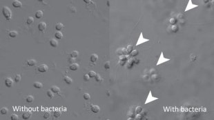 Bacteria Breed Multicellularity? image: Bacteria Breed Multicellularity?