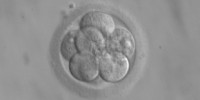 image: Embryonic Stem Cells Survive Freezing