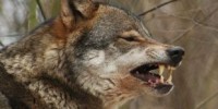 image: Texting Wolf