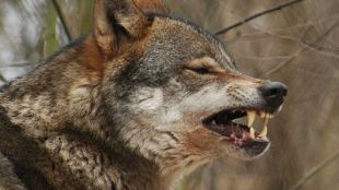 Texting Wolf image: Texting Wolf